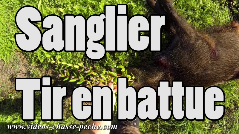 chasse sanglier